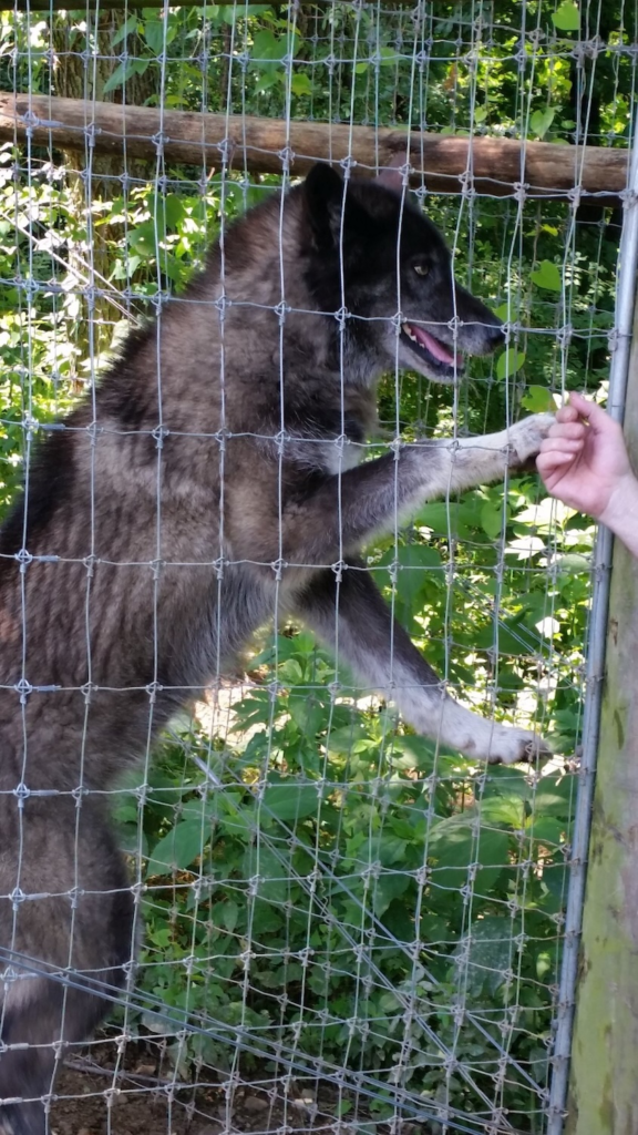 Black wolf standing near enclosure fence at Lititz Wolf Sanctuary in Pennsylvania