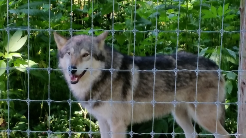 Gray wolf standing behind enclosure fence at Lititz Wolf Sanctuary in Pennsylvania