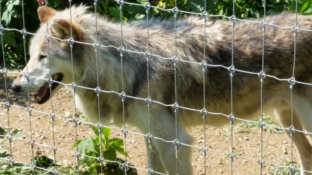 Gray wolf walking inside enclosure at Lititz Wolf Sanctuary in Pennsylvania
