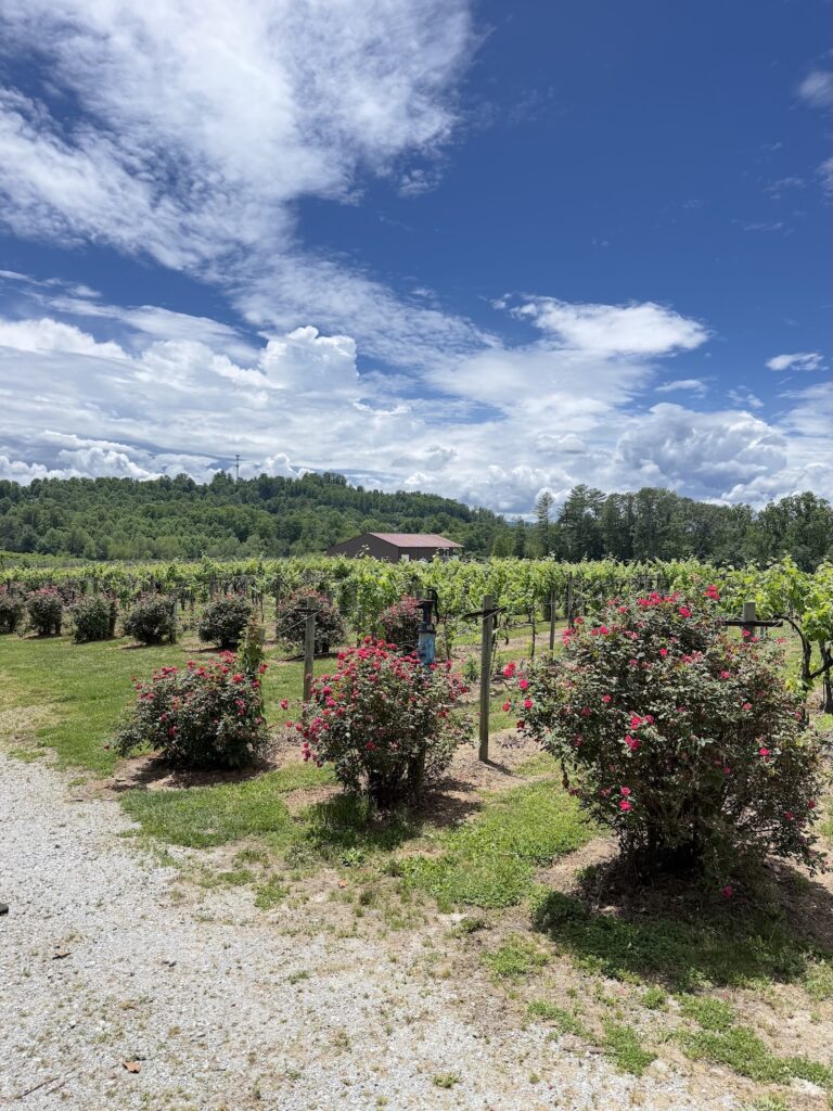 Colorful rose bushes blooming alongside rows of grapevines at Saddle Up Mountain Vineyards in Hendersonville, North Carolina, under a bright blue sky with white clouds.