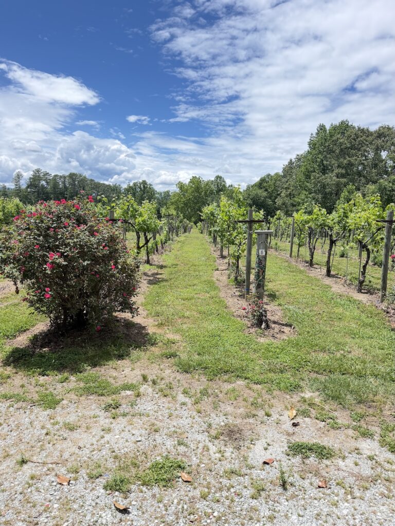 Rows of grapevines growing at Saddle Up Mountain Vineyards in Hendersonville, North Carolina, with flowering shrubs, green fields, and a bright blue sky with scattered clouds.