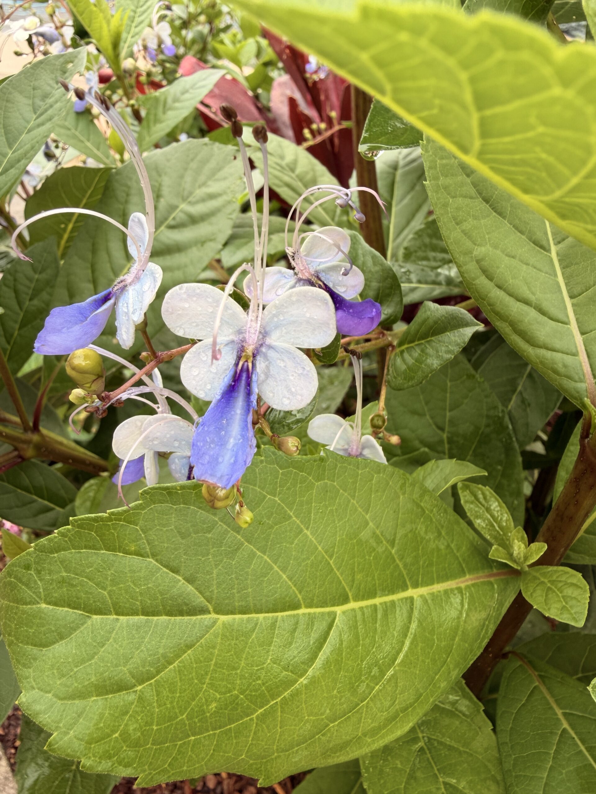 Close-up of blue and white flowers in Biltmore's walled garden